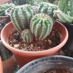 Echinocereus pectinatus Leaf