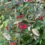 Sambucus racemosa Fruit