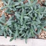 Carruanthus ringens Leaf