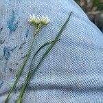 Nothoscordum bivalve পাতা