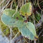 Salix pyrenaica Habit