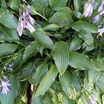 Hosta lancifolia ᱥᱟᱠᱟᱢ