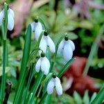 Galanthus nivalisFlower