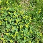 Alchemilla monticola Habit