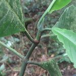 Psychotria panamensis Листок