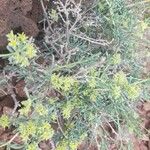Gymnocarpos decander Hoja
