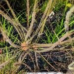 Drosera filiformis 整株植物