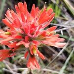 Castilleja applegatei Blodyn