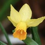 Narcissus jonquilla Kvet