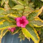 Weigela hortensis 花