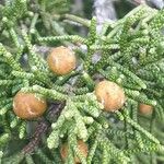 Juniperus phoenicea Фрукт