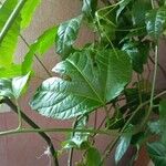 Passiflora edulis पत्ता