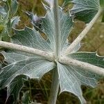 Eryngium maritimum पत्ता