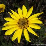 Helianthus gracilentus Virág