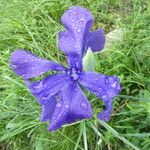 Iris latifolia Žiedas
