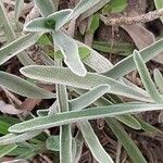 Phlomis lychnitis Blad