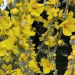 Verbascum pulverulentum പുഷ്പം