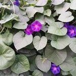 Ipomoea purpurea आदत