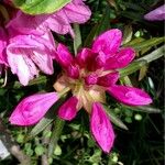 Rhododendron ferrugineum Цвят