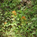 Castilleja coccinea Hàbitat