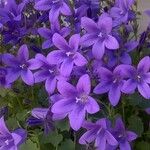 Campanula poscharskyanaΆλλα