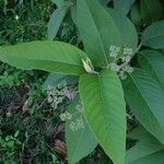 Callicarpa nudiflora Fulla