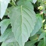 Ocimum carnosum Blatt