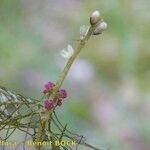 Myriophyllum alterniflorum Egyéb
