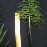 Chamaedorea brachyclada Kita