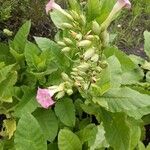 Nicotiana tabacumFloare