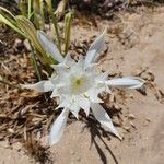 Pancratium maritimum花