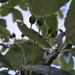 Aria edulis Fruit