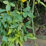 Jasminum mesnyi Leaf