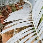 Encephalartos lehmannii Hoja