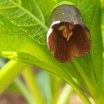 Scopolia carniolica Λουλούδι