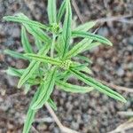 Heliotropium longiflorum पत्ता