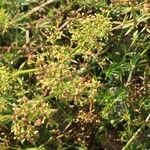 Galium pumilum Плод