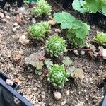 Sempervivum arachnoideum Blad