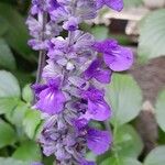 Salvia farinacea Blomst