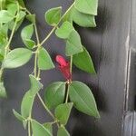 Aeschynanthus radicans Leaf