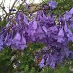 Jacaranda mimosifolia Blomst