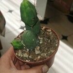 Echinopsis lageniformis Hoja
