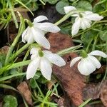 Galanthus nivalis Feuille