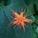 Gurania makoyana Flower