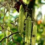 Corylus avellana 整株植物