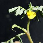 Hippocrepis unisiliquosa Flower