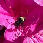 Rhododendron pulchrum Blomst