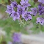 Phacelia tanacetifolia花