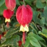 Abutilon megapotamicum Květ