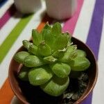 Haworthia cymbiformisFuelha